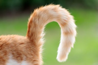 tail